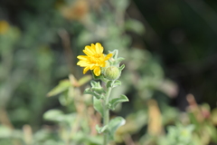 Heterotheca mucronata