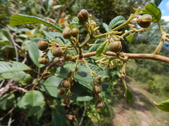 Davilla kunthii