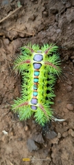 Phocoderma