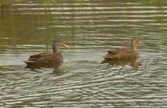 Anas platyrhynchos × fulvigula