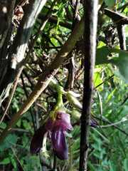 Mucuna