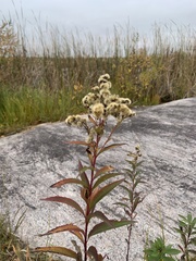 Eupatorium perfoliatum