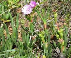 Ruschia diversifolia