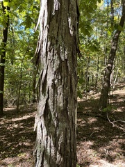 Carya carolinae-septentrionalis