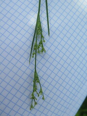 Juncus articulatus limosus