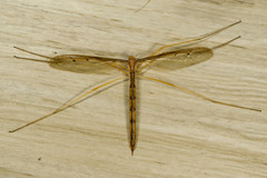 Tricyphona