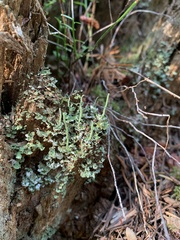 Cladonia ochrochlora