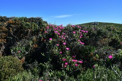 Carpobrotus quadrifidus