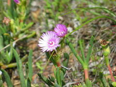 Ruschia diversifolia