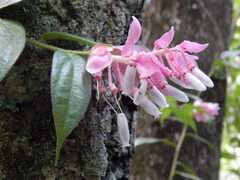 Vaccinioideae