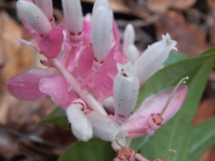 Vaccinioideae