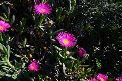 Carpobrotus quadrifidus