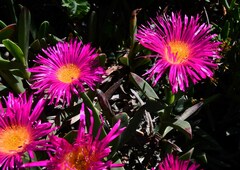 Carpobrotus quadrifidus