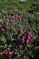 Carpobrotus quadrifidus