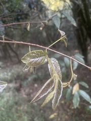 Combretum edwardsii