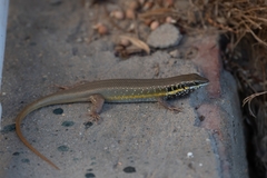 Trachylepis quinquetaeniata