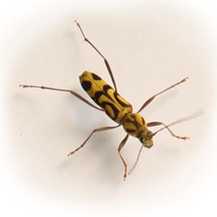 Chlorophorus annularis