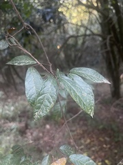 Combretum edwardsii