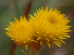Chrysocephalum apiculatum