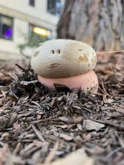 Rubroboletus eastwoodiae