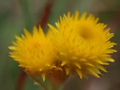 Chrysocephalum apiculatum