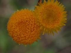 Chrysocephalum apiculatum