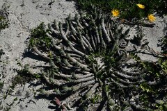 Euphorbia caput-medusae