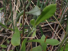 Chrysocephalum apiculatum