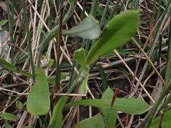 Chrysocephalum apiculatum