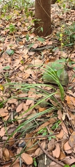 Ophiopogon