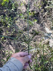 Cyperus entrerianus