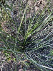 Cyperus entrerianus