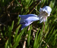 Gladiolus caeruleus