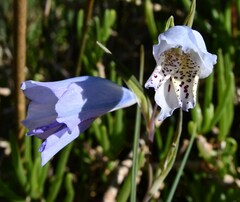 Gladiolus caeruleus