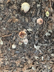 Rubroboletus eastwoodiae