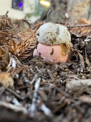 Rubroboletus eastwoodiae