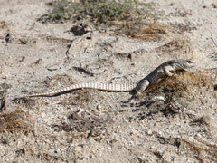 Dipsosaurus dorsalis