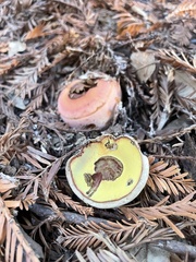 Rubroboletus eastwoodiae