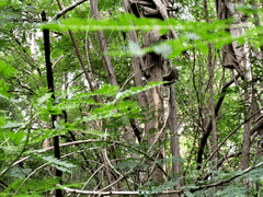 Sciurus niger limitis