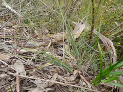 Lomandra multiflora dura