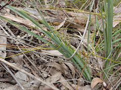 Lomandra multiflora dura