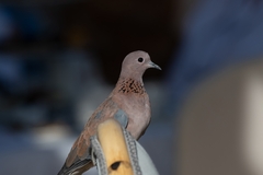 Streptopelia senegalensis