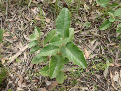Olearia grandiflora