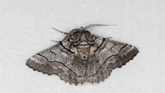 Hypobapta diffundens