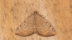 Chrysolarentia mecynata