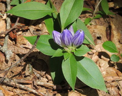 Gentiana decora