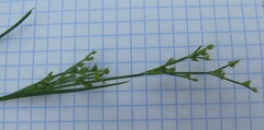 Juncus articulatus limosus