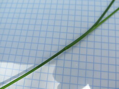 Juncus articulatus limosus