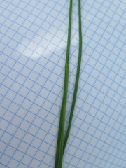 Juncus articulatus limosus