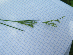 Juncus articulatus limosus